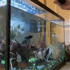 Magnetic Algae Cleaner（offer）